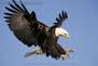 eagle2under