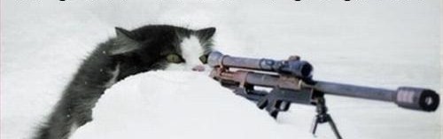 Kitten_Sniper