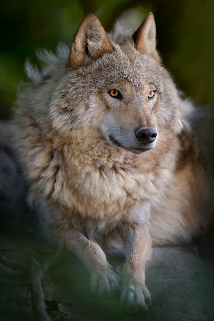 wolf (kbryant1)