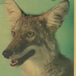 Show profile for MrCoyote