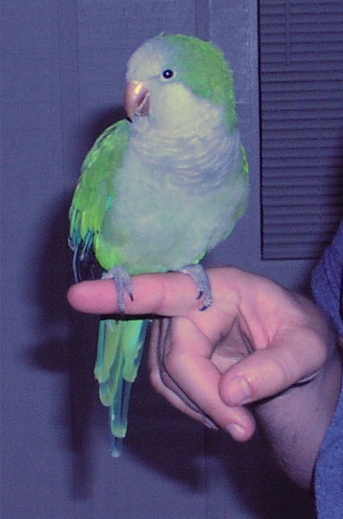 Parrot Boy (parrotboy)