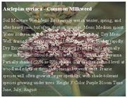 4.Common Milkweed