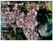 3.Aromatic Aster