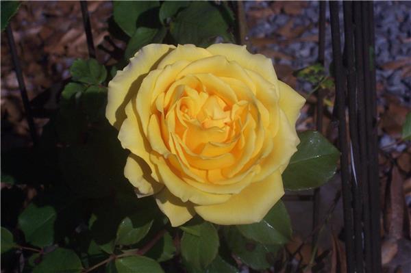 Susan's Final Roses 2.jpg
