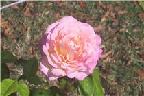 Susan's Final Roses 1.jpg