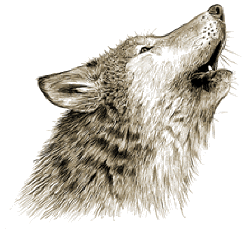 Show profile for Wolfie (WolfSpirit68)