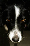 Show profile for _Dawg