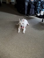 Dolly1.jpg